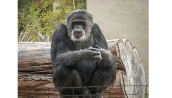 അമേരിക്കയിലെ ഏറ്റവും പ്രായം കൂടിയ ചിമ്പാന്‍സി ഓര്‍മയായി