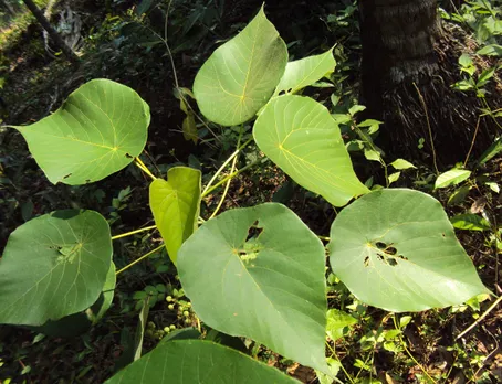 പറമ്പിൽ വട്ടയുണ്ടോ? വെറുതെ പറിച്ചു കളയല്ലേ...