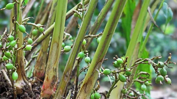 ഏലത്തോട്ടങ്ങളിൽ അ‌ജ്ഞാത രോഗം പടരുന്നു, സാംപിൾ ശേഖരിച്ച് പരിശോധനയ്ക്ക് അയച്ച് ഉദ്യോഗസ്ഥർ, പ്രകടമായ ലക്ഷണങ്ങൾ ഇവ