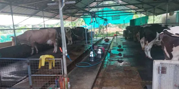 രാമപുരത്തെ രാഷ്ട്രീയപ്പോരിന്റെ ഇരയായി ക്ഷീര കർഷകൻ. വീട് പണയപ്പെടുത്തി ഫാം തുടങ്ങിയ കർഷകന് കിട്ടിയത് ഒരാഴ്ചയ്ക്കകം ഫാം അടച്ചുപൂട്ടണം എന്ന പഞ്ചായത്തിന്റെ കർശന നിർദ്ദേശം