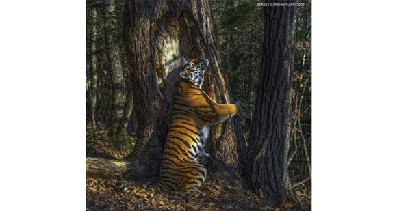 വൈൽഡ് ലൈഫ് ഫോട്ടോഗ്രാഫി അവാർഡ് സെർജി ഗോർഷ്കോവിന് ! മൃഗാലിംഗനം …