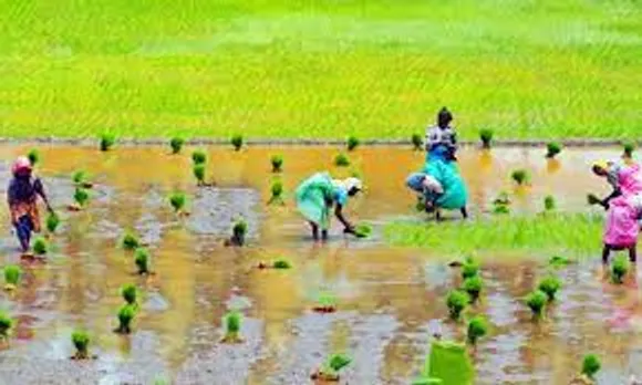 രാ​സ​വ​ള​ങ്ങ​ളു​ടെ അ​സാ​ധാ​ര​ണ വി​ല​ക്ക​യ​റ്റം; കാ​ർ​ഷി​ക മേ​ഖ​ല​ ക​ന​ത്ത ആ​ശ​ങ്കയി​ൽ