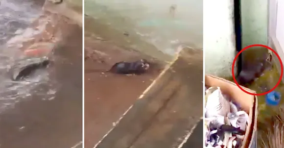കനത്ത മഴയിൽ മാളം നിറഞ്ഞു കവിഞ്ഞപ്പോൾ കുഞ്ഞുങ്ങള്‍ക്ക് സുരക്ഷയുമായി അമ്മ എലി; ഹ‍ൃദയസ്പർശിയായ ദൃശ്യം 