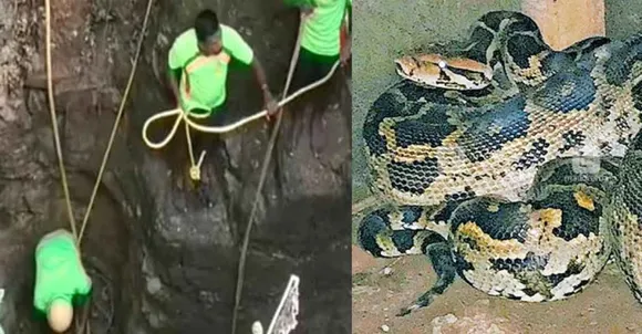 കിണറ്റിൽനിന്നും മലമ്പാമ്പിനെ പിടികൂടുന്നതിനിടെ പത്തടി നീളമുള്ള മലമ്പാമ്പ് കഴുത്തില്‍ വരിഞ്ഞുമുറുക്കി; പാമ്പുപിടിത്തക്കാരനു ദാരുണാന്ത്യം