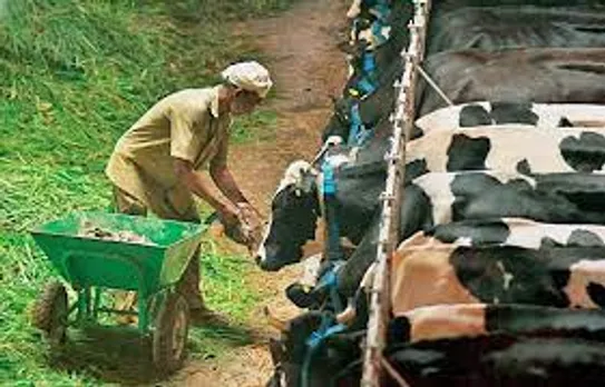 കണ്ണൂർ, കാസർകോട്, കോഴിക്കോട് ജില്ലകളിൽ പശുപരിപാലനത്തിൽ പരിശീലനം നൽകുന്നു