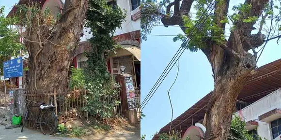 അപകടഭീഷണിയുമായി ഒലവക്കോട് പോസ്റ്റോഫീസിനു മുന്നിലെ ഉണക്കമരം; മരം മുറിച്ചു മാറ്റണമെന്ന ആവശ്യവുമായി നാട്ടുകാര്‍