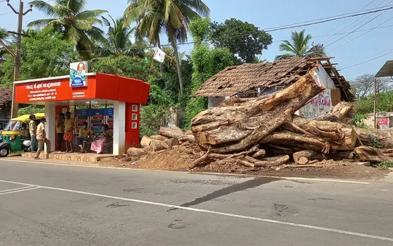 മലമ്പുഴ ശാസ്താ നഗറിലെ ആൽ മുത്തശ്ശി ഓർമ്മയായി