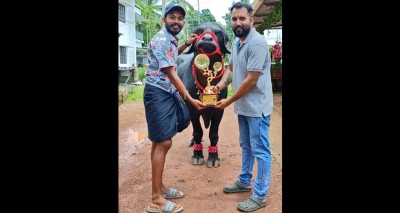 ചാലിശ്ശേരി സ്വദേശി ജുണുവിൻ്റെ ഫാമിലെ ബെല്ലാരി കർണ്ണൻ ഗ്രാമത്തിലെ താരമായി... 'ബെസ്റ്റ് ബുൾ ഓഫ് കേരള' ഓൺലൈൻ മത്സരത്തില്‍ ബെല്ലാരി കര്‍ണന്‍ എന്ന പോത്ത് ഒന്നാം സ്ഥാനം നേടി
