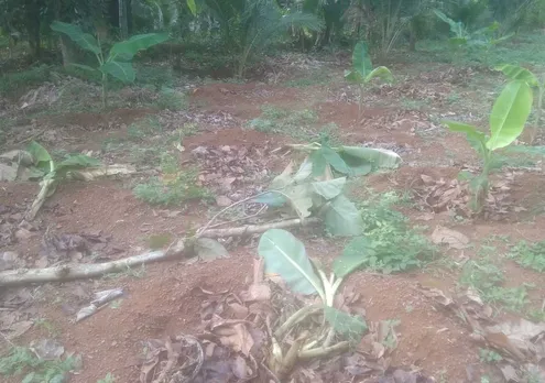 ചാരുമൂട്ടിൽ കാട്ടുപന്നികള്‍ കൃഷി നശിപ്പിച്ചു 
