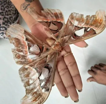 ഭീമൻ ചിത്ര ശലഭം: കൗതുകം ശലഭം പ്രത്യക്ഷപ്പെട്ടത് വെളിയന്നൂർ ശ്രീരാജിന്റെ ഭവനത്തിൽ