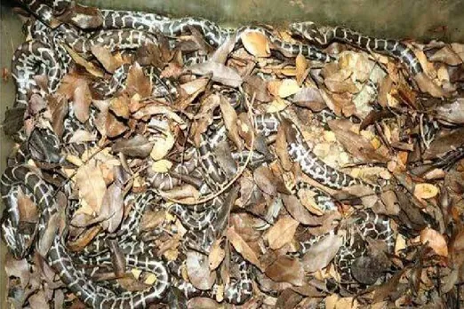 പറശ്ശിനിക്കടവ് സ്നേക്ക് പാർക്കിലെ ‘കാ’ എന്ന പാമ്പ് ഇപ്പോൾ 23 കുഞ്ഞുങ്ങളുടെ അമ്മ