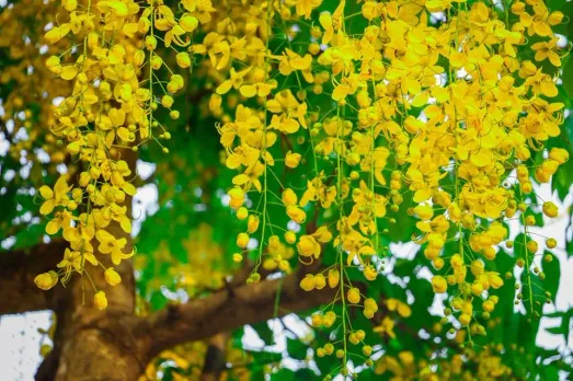 കണിക്കൊന്നകള്‍ പൂത്തുലഞ്ഞു, കണിവെള്ളരികള്‍ മൂത്തുവിളഞ്ഞു, മലയാളക്കരയില്‍ വിഷുവെത്തി...