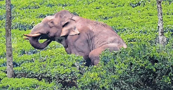 അരിക്കൊമ്പനെ വെടിവയ്ക്കാനുള്ള ദൗത്യം ഇന്നും തുടരും; ശങ്കരപാണ്ഡ്യമേട്ടിൽ നിന്ന് താഴേക്ക് ഇറങ്ങിയെന്ന സംശയത്തിൽ ദൗത്യസംഘം
