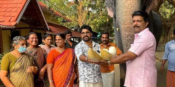 ഗുരുവായൂരപ്പന്‍റെ ബാലകൃഷ്ണൻ ഇനി കൊമ്പില്ലാക്കൊമ്പനല്ല ! കൃത്രിമക്കൊമ്പിൽ ഗജരാജ സൗന്ദര്യം