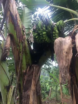 വാഴയുടെ തടയില്‍ നിന്നും വാഴക്കുലയുണ്ടായത് കൗതുകമായി