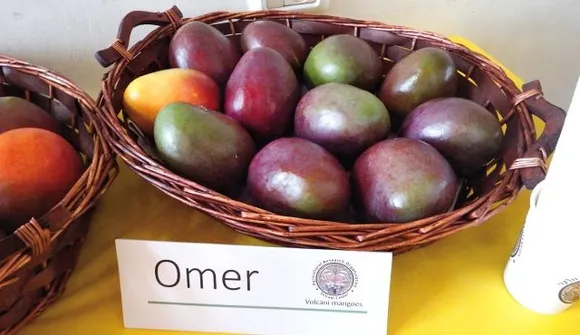 നാവിൽകൊതിയൂറും ഇസ്രായേൽ മാങ്ങകൾ ലോകം കീഴടക്കുന്നു !