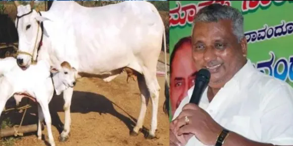 'കാളയെ മാത്രമല്ല പശുവിനേയും കൊല്ലാം'; ഗോവധ നിരോധന നിയമം നീക്കാനൊരുങ്ങി കർണാടക