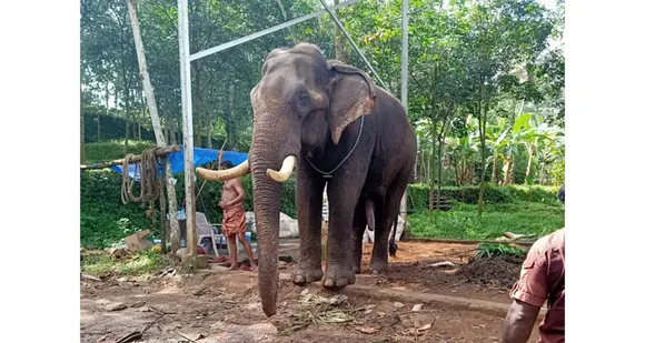 കിടന്നുപോയ ഗജവീരന്‍ മഞ്ഞക്കടമ്പിൽ വിനോദ് ചികിത്സയിലൂടെ അൽപ്പം മുമ്പ്  വീണ്ടും കരുത്താനായി എഴുന്നേറ്റു ! ചികിത്സയും ആന പ്രേമികളുടെ പ്രാർത്ഥനയും സഫലം...