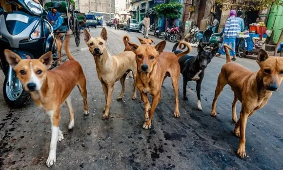 നാദാപുരത്ത് തെരുവുനായ ആക്രമണം; രണ്ട് കുട്ടികളടക്കം മൂന്ന് പേര്‍ക്ക് കടിയേറ്റു