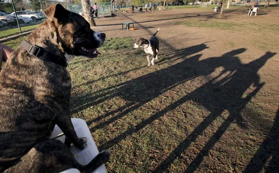 ഡാളസില്‍ പിറ്റ്ബുളിന്റെ ആക്രമണത്തില്‍ യുവതി കൊല്ലപ്പെട്ടു. പോലീസ് നായ്ക്കളെ വെടിവെച്ചുകൊന്നു