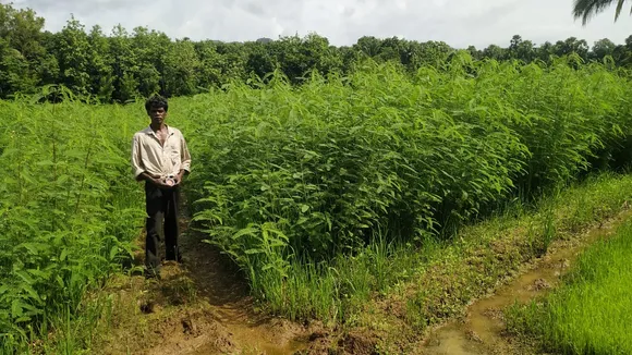 കാലവർഷം പിൻവാങ്ങിയത് മൂലം നെൽപ്പാടങ്ങളിൽ വെള്ളമില്ല; നെന്മാറയില്‍ പച്ചില വളച്ചെടി വിതച്ച കർഷകർ ദുരിതത്തില്‍