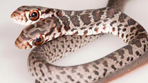 പാം ഹാർബറിൽ നിന്നും ഇരട്ടതലയുള്ള അപൂർവ ഇനത്തിൽപെട്ട പാമ്പിനെ പിടികൂടി