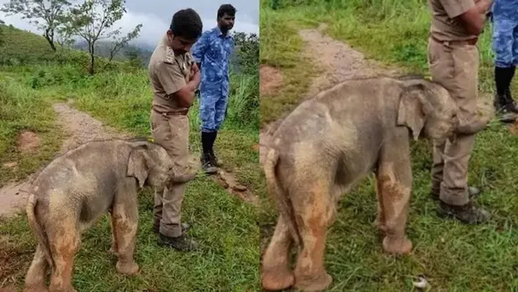 അമ്മയുടെ അടുത്തെത്തിച്ച ഉദ്യോഗസ്ഥനോട് നന്ദി പ്രകടനം നടത്തുന്ന കുട്ടിയാന; വൈറല്‍