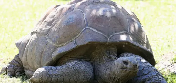 മഹാബലിപുരത്തെ മുതല പാര്‍ക്കില്‍ നിന്ന് 10 ലക്ഷം രൂപ വിലമതിക്കുന്ന ഭീമന്‍ ആമയെ കാണാതായി; നിരീക്ഷണ ക്യാമറകളില്‍ മോഷ്ടാക്കള്‍ കുടുങ്ങുന്നത് ഒഴിവാക്കാന്‍ ശ്രമം; പാര്‍ക്കിനുള്ളിലുള്ളവര്‍ അറിയാതെ മോഷണം നടക്കില്ലെന്ന് പൊലീസ്