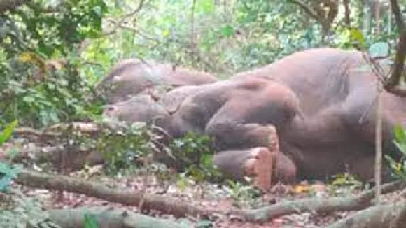 ആദിവാസികൾ പ​ര​മ്പ​രാ​ഗ​ത​മാ​യി ത​യാ​റാ​ക്കുന്ന മദ്യം തലയ്ക്കുപിടിച്ചു; ആനക്കൂട്ടം ബോധംകെട്ടുറങ്ങി