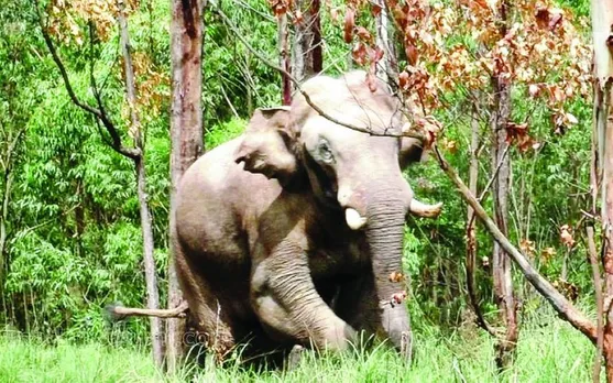 വീണ്ടും  ആക്രമണം; അരിക്കൊമ്പൻ വീട് ഇടിച്ചു നിരത്തി, വീട്ടുകാർ രക്ഷപ്പെട്ടത് തലനാരിഴയ്ക്ക്