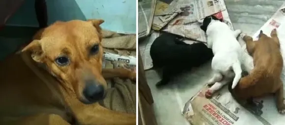 മൂന്നാർ പെട്ടിമുടി ദുരന്തഭൂമിയിൽ നാടിൻ്റെ കണ്ണീരായ കൂവി അമ്മയായി;  മൂന്ന് കുട്ടികൾ