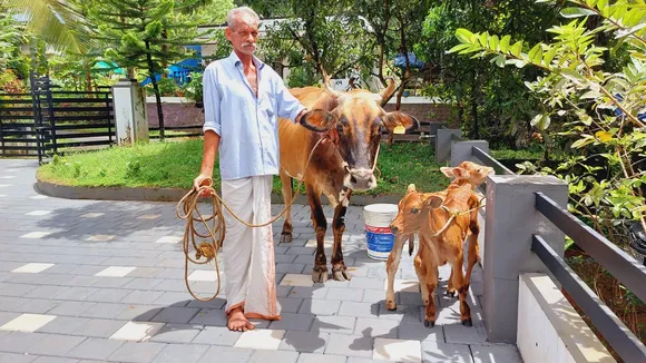 കർഷകർക്ക് കൗതുകമായി ഇരട്ടക്കുട്ടികളെ പ്രസവിച്ച പശു