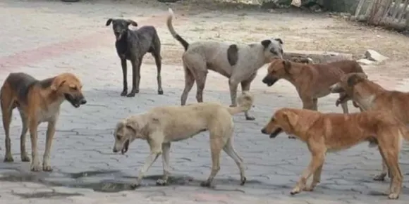 കോഴിക്കോട് കൂത്താളി പഞ്ചായത്ത് തെരുവുനായ ഭീതിയിൽ : സ്കൂളുകൾക്ക് അവധി നൽകി
