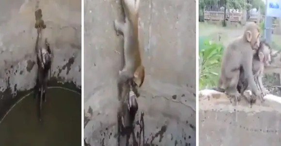 കിണറിനുള്ളിൽ അകപ്പെട്ട കുട്ടിക്കുരങ്ങനെ രക്ഷിക്കുന്ന അമ്മക്കുരങ്ങ്; ഹൃദയസ്പർശിയായ ദൃശ്യം  