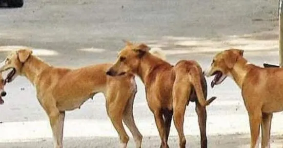 വീണ്ടും തെരുവുനായ ആക്രമണം; കോഴിക്കോട്ട് കുട്ടികള്‍ ഉള്‍പ്പെടെ മൂന്നുപേര്‍ക്ക് കടിയേറ്റു