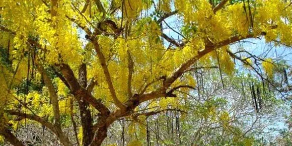 എനിക്കാവതില്ല പൂക്കാതിരിക്കാൻ... (ലേഖനം)