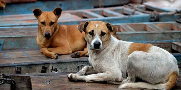 ഈ വര്‍ഷം ജൂലൈ വരെ സംസ്ഥാനത്ത് 95,000 ത്തോളം പേര്‍ക്ക് തെരുവ് നായ്ക്കളുടെ കടിയേറ്റുവെന്നാണ് കണക്ക്, അനിമല്‍ ബര്‍ത്ത് കണ്‍ട്രോള്‍ പദ്ധതി കുടുംബശ്രീയെ ഏല്‍പ്പിച്ചതോടെ എല്ലാം താളം തെറ്റി; കേരളത്തില്‍ 3.36 ലക്ഷം തെരുവു പട്ടികള്‍