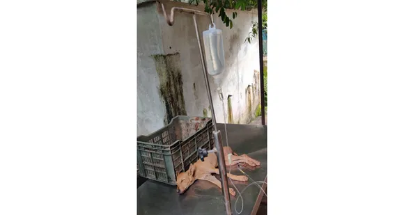 മനുഷ്യരോട് മാത്രമല്ല മൃഗങ്ങളോടും സ്നേഹം കാണിച്ച് മണ്ണാർക്കാട്ടെ സാമൂഹ്യ പ്രവർത്തകർ