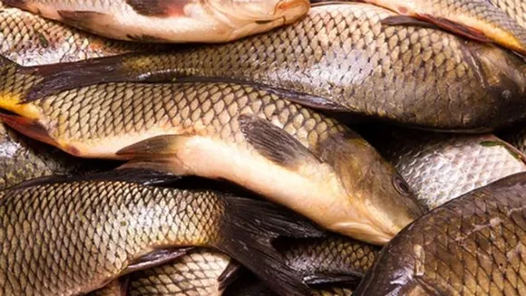 രോഹു വളര്‍ത്താം...മികച്ച വരുമാനം നേടാം !