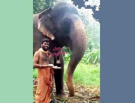 കെഴുവംകുളം ചെറുവള്ളിക്കാവിലെ ഉച്ചപ്പൂജ കഴിഞ്ഞ് മേൽശാന്തി ജയകൃഷ്ണൻ നമ്പൂതിരി മണിയടിച്ച് നടയടക്കുമ്പോൾ ഒരു വിളിപ്പാടകലെ നിന്ന് ഒരു ചിന്നം വിളി ഉയരും; "ഞാനിവിടെ നിൽപ്പുണ്ടേ, എനിക്കുള്ളതു കൊണ്ടു വരണേ" എന്ന വിളി !