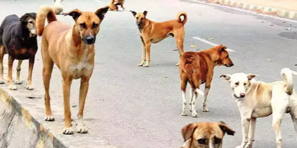 കേരളത്തിലെ നിരത്തുകൾ അടക്കിവാണ് 3 ലക്ഷം നായ്ക്കൾ. പേവിഷ ബാധ തടയാനുള്ള കുത്തിവയ്പ്പെടുത്തത് പത്തിലൊന്ന് നായ്ക്കളെ മാത്രം. തെരുവുനായ്ക്കളെ വന്ധ്യംകരിക്കുന്ന പദ്ധതിയും പാളി. മനുഷ്യരെ കടിച്ചുകുടഞ്ഞ് തെരുവുനായ്ക്കൾ. നായ്ക്കൂട്ടത്തെ പേടിച്ച് ഒറ്റയ്ക്ക് പുറത്തിറങ്ങാനാവാത്ത സ്ഥിതി. ഇനിയെങ്കിലും ഉണരൂ സർക്കാരേ....
