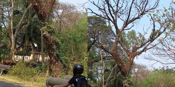 മലമ്പുഴ ഉദ്യാനത്തിന് സമീപം വിനോദ സഞ്ചാരികൾക്കും നാട്ടുകാർക്കും അപകടഭീക്ഷണിയായി ഉണക്കമരം. അടിയന്തിരമായി മരം മുറിച്ചു മാറ്റണമെന്ന ആവശ്യവുമായി നാട്ടുകാര്‍