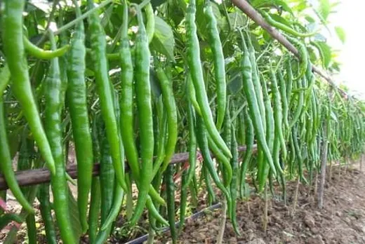 പച്ചമുളക് കൃഷി അറിഞ്ഞു ചെയ്യൂ