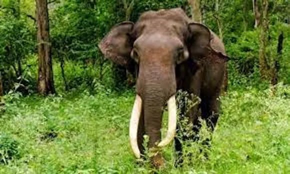നാടുകാണി ചുരത്തില്‍ യാത്രക്കാര്‍ക്ക് നേരെ പാഞ്ഞടുത്ത് കാട്ടാന