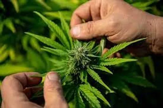 ജര്‍മനിയില്‍ 30 ഗ്രാം വരെ കഞ്ചാവ് കൈവശം വയ്ക്കാന്‍ അനുമതി