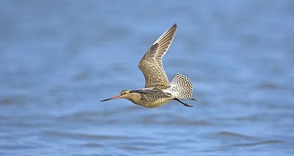 വരവാലൻ പക്ഷിയുടെ അതിശയപ്പറക്കൽ !