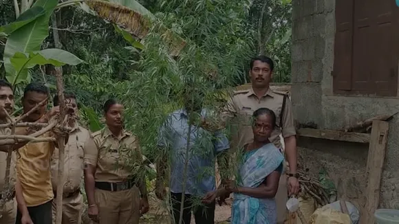 കഞ്ചാവ് വാങ്ങാൻ പണമില്ല; വീട്ടുമുറ്റത്ത് കഞ്ചാവ് ചെടി നട്ടുവളർത്തി 60 കാരി; എക്‌സൈസ് പിടികൂടി