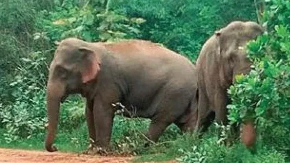 പിതാവിന്‍റെ മൃതദേഹം മറവുചെയ്യാൻ കുഴിയെടുക്കുന്നതിനിടെ കാട്ടാനയുടെ ആക്രമണം; വയനാട്ടിൽ സഹോദരങ്ങൾക്ക് ഗുരുതര പരിക്ക്