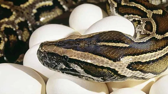 ഫ്‌ളോറിഡയില്‍ പ്രഭാത ഭക്ഷണത്തിന് പെരുമ്പാമ്പിറച്ചിയും മുട്ടയും!