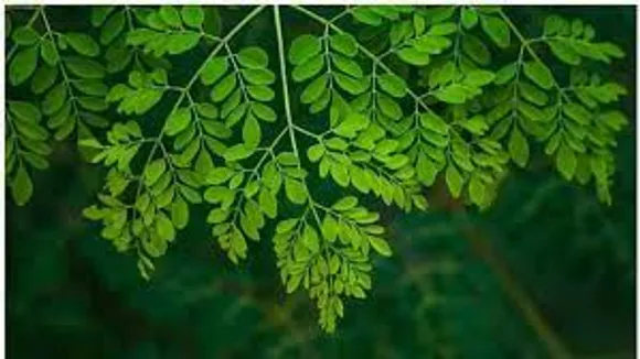 മുരിങ്ങക്കൃഷിക്ക് വിദേശത്ത് വൻ ഡിമാൻഡ്; വൈകാതെ കേരളത്തിലെ വീടുകളിൽ വ്യാപകമായേക്കും